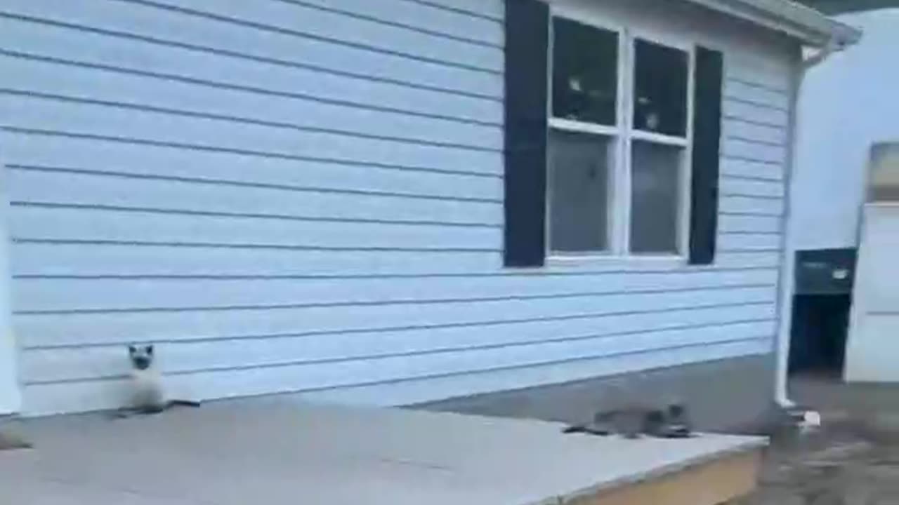 Cats on the Dock — Surprise Raccoon Joins In
