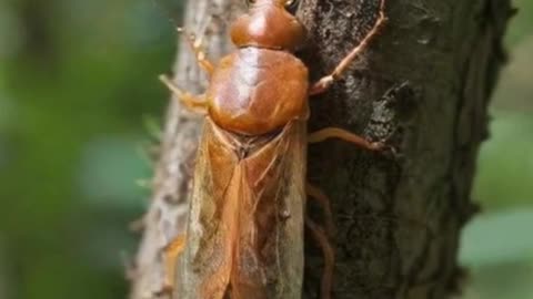 Invasive Lanternfly Outbreak in Columbus — Growing Fast!