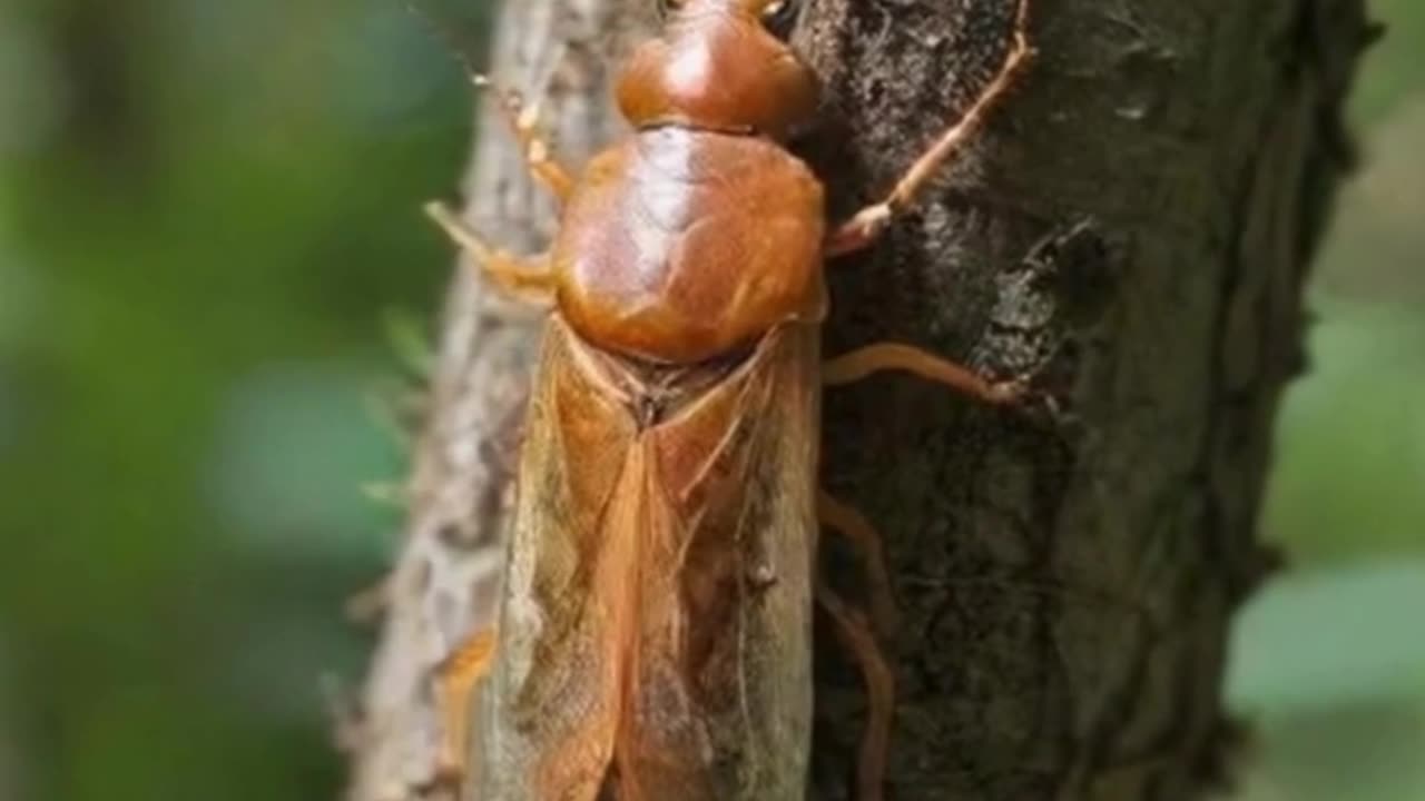Invasive Lanternfly Outbreak in Columbus — Growing Fast!