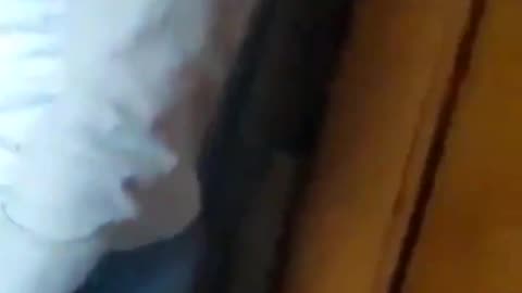 The German family hosting a Muslim asylum seeker wants to send him away, but he refuses