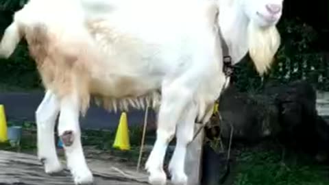 かわいい山羊さんの芽衣ちゃんの映像