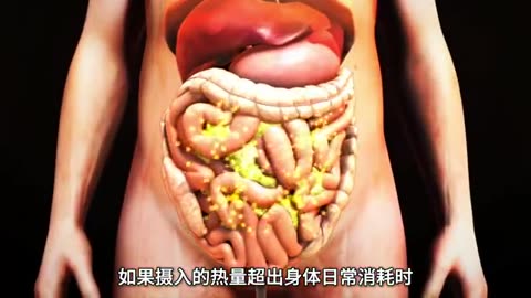 如何减掉最难减的腹部脂肪