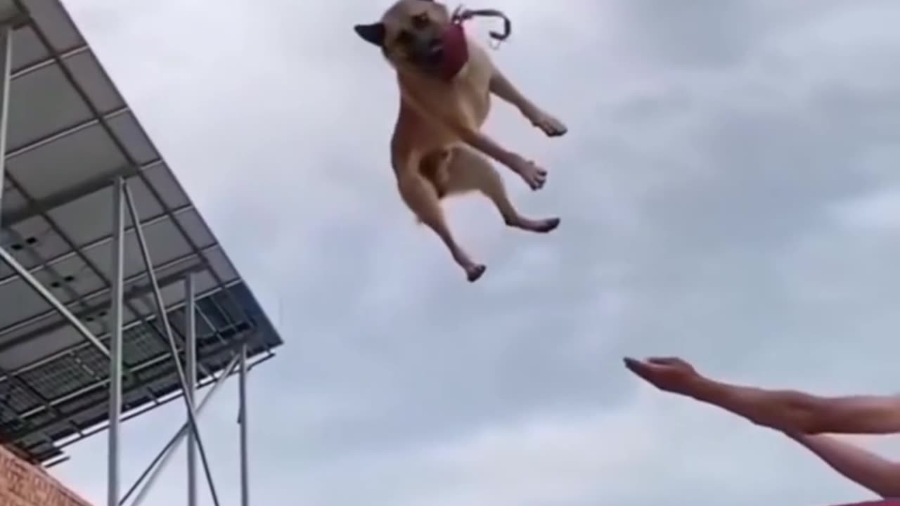 Amazing Dog Jump