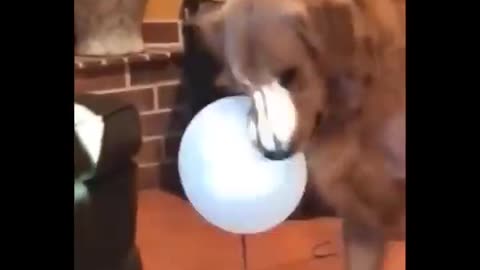 Funny video pets