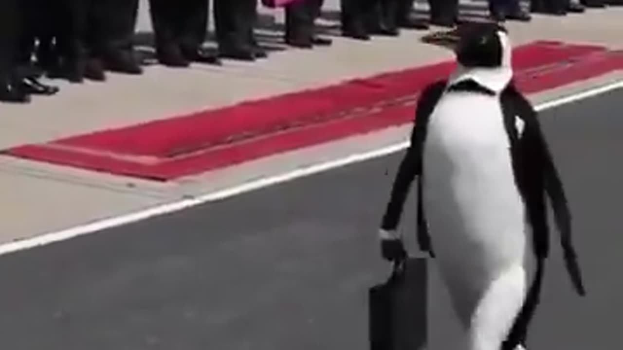 McDonald Islands penguins arrive in Washington to negotiate tariffs
