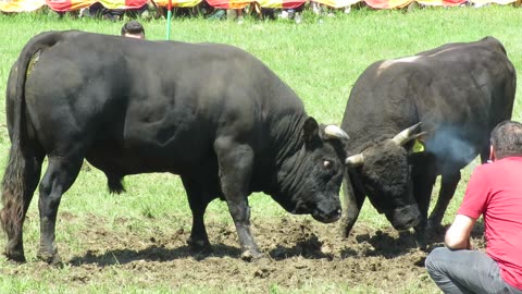 Negro od Josipovića vs Messi od Šemića Bijelo Polje 2025