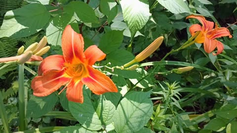 Tiger Lilies