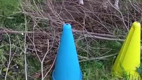 木の葉っぱを食べている山羊さん