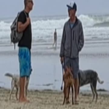 Do you think that's a real dog?