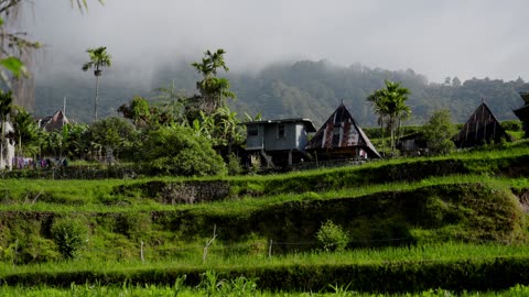 rice fields without plants