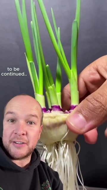 Growing Onions in Water
