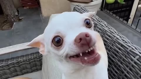 Funny Animal Videos