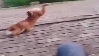 🐕😂 My Dawg Needs Me! | FunFM