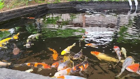 Koi Pond