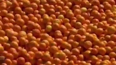 Food prices are sky high in America, in places like California a single orange will cost you over $1