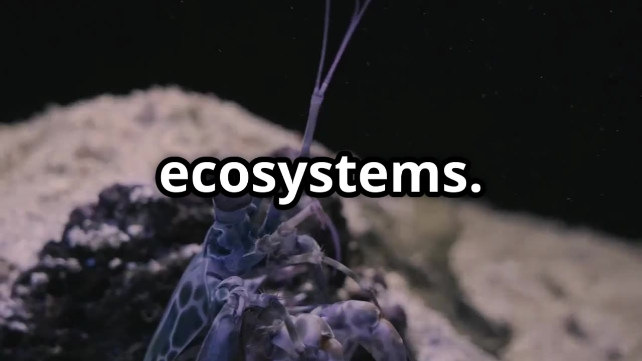 🥊🦐 The Mantis Shrimp Nature’s Punching Machine! 💥🌊