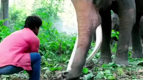 Jangal Superhit Movie