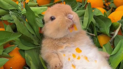 Cute rabit