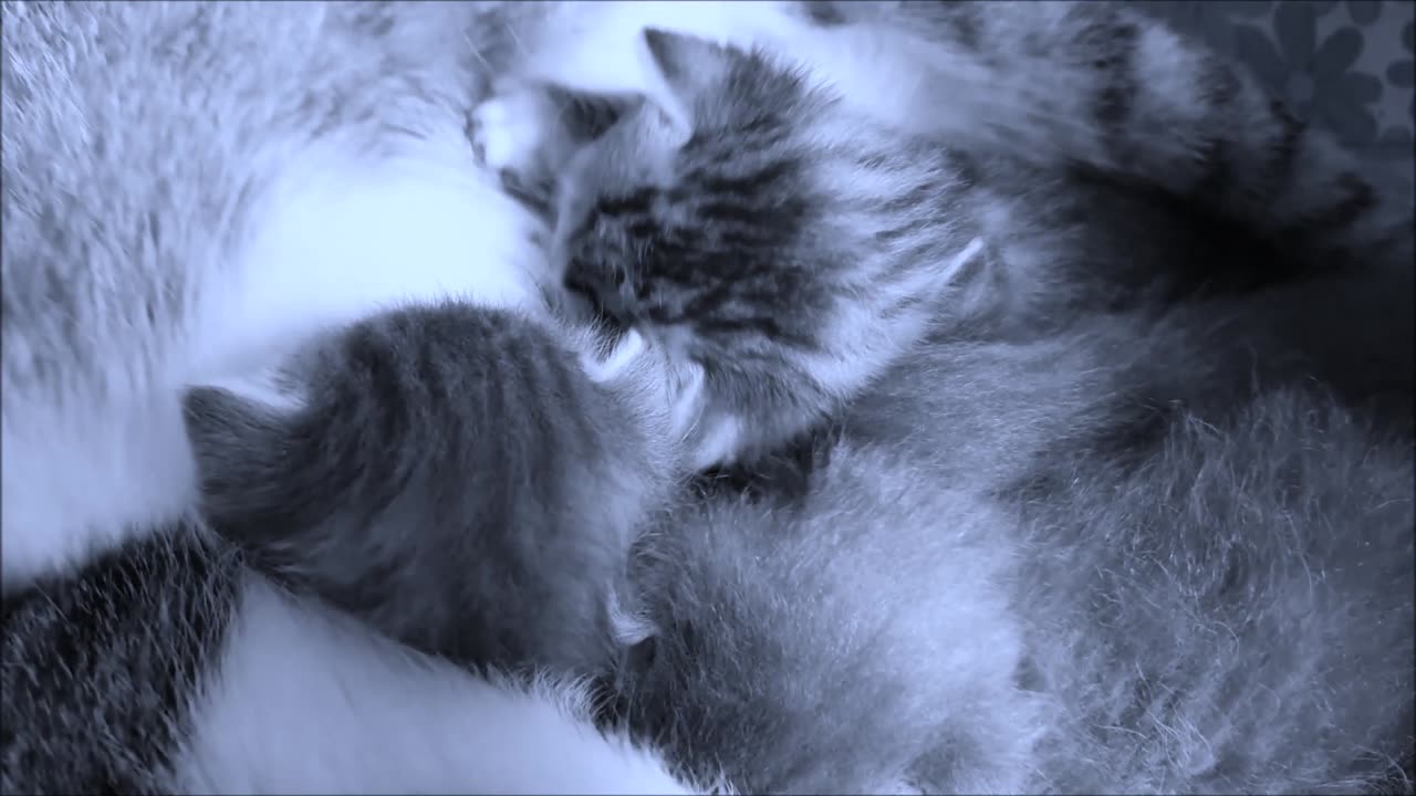 "Memory of a Dream" - ambient