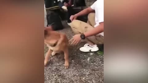 Funny pets
