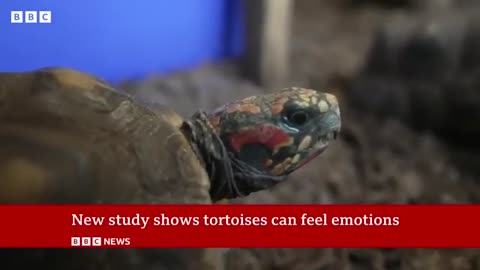 Tortoises have human-like feelings, study finds |sunmax966