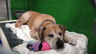 Scrappy 8y Pet Id 949672 kennel 2 HSSAZ shelter_20251114_183955776