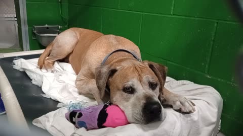 Scrappy 8y Pet Id 949672 kennel 2 HSSAZ shelter He was howling I think he's feelin lonely20251114776