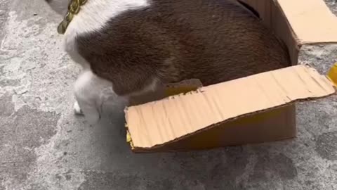 If you are watching this video, know that God has made you the guardian angel of a hungry cat💝