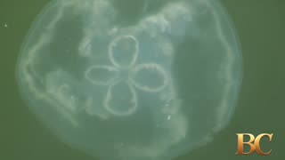 Invasive jellyfish swarm Texas beaches, causing new concerns