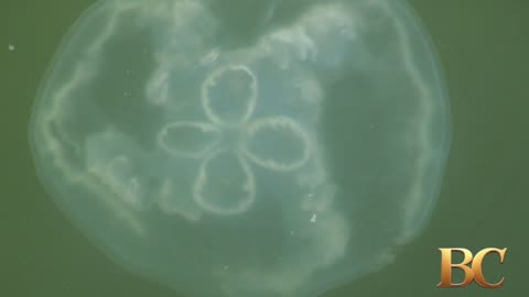 Invasive jellyfish swarm Texas beaches, causing new concerns