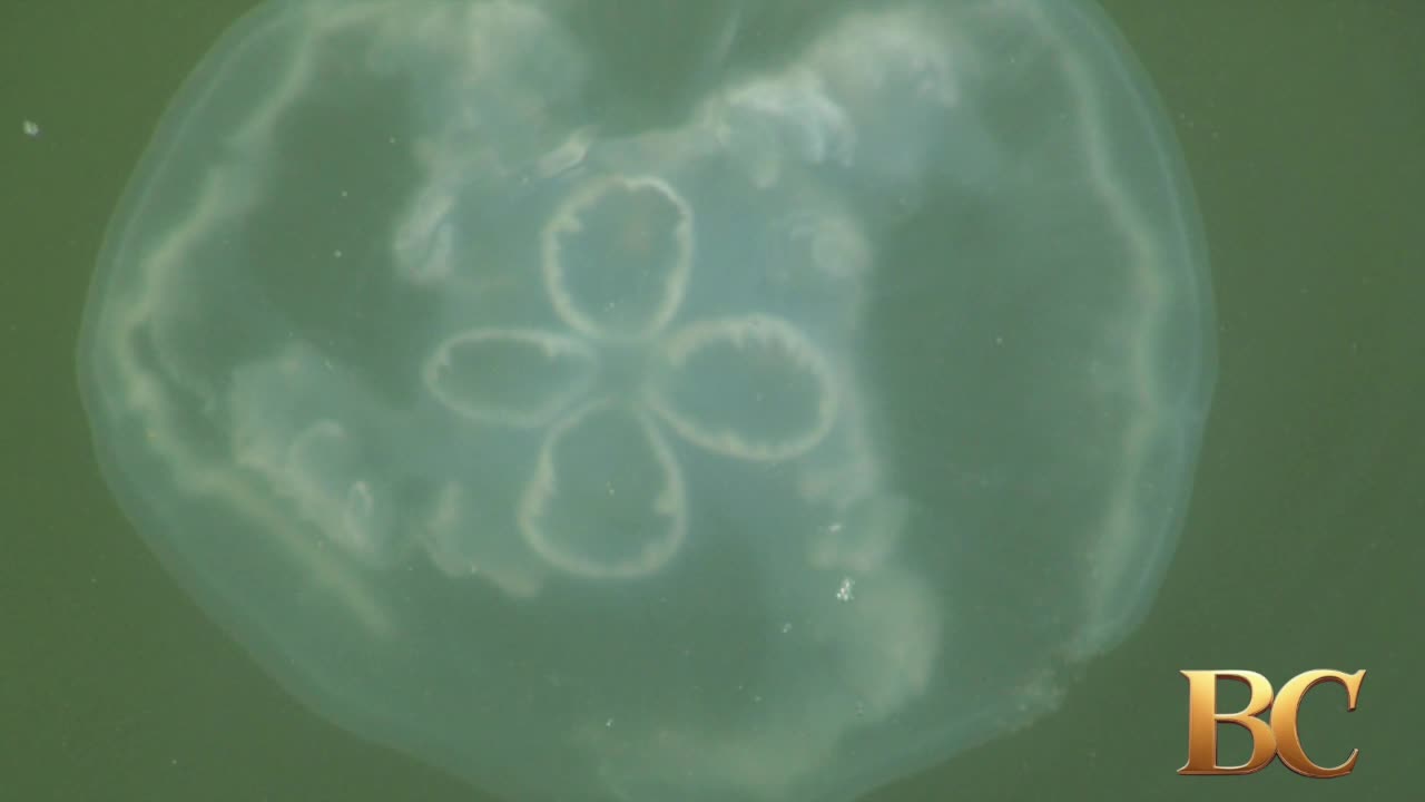 Invasive jellyfish swarm Texas beaches, causing new concerns