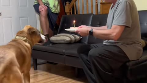 Birthday Dog Blows Out His Candle