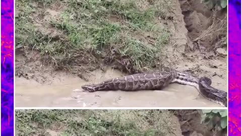 Shocking Video: 20-Foot Python Eats Goat, Then Spits It Out in Balrampur!