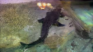Crocodile