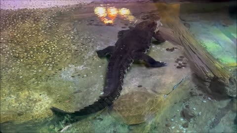 Crocodile