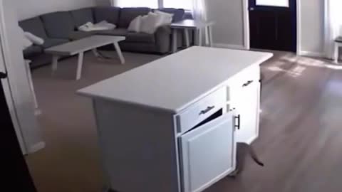 Cat Core