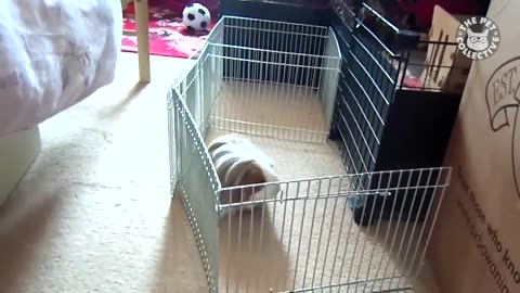 Hilarious Pet Escape Caught on Camera!