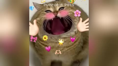 You Laugh You Lose 😅 Best Funny Cats and Dogs