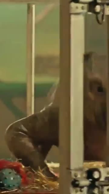 Lystrosaurus vs Hen 🐔🦖 Epic Fight | Welcome To Jurassic World Short #Shorts