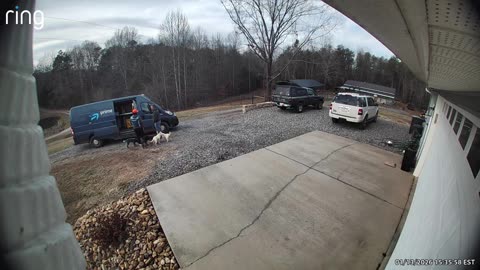 Pack of Cattle Dogs Excited to See Delivery Guy