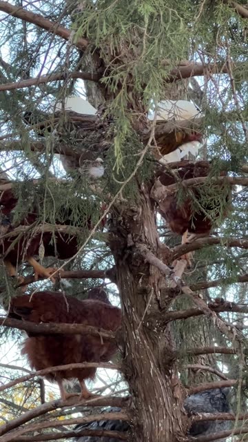 Chickens are Nice and PLUMP!!