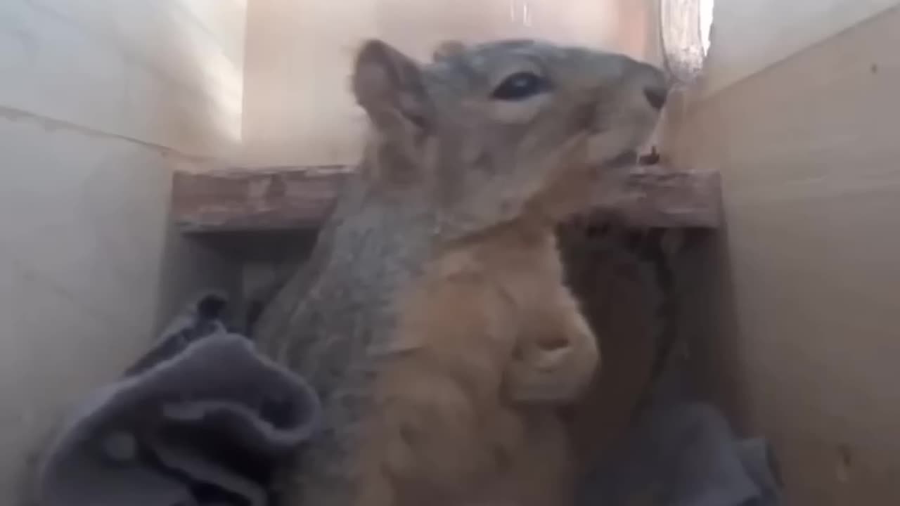 He behaves surprisingly like a human.