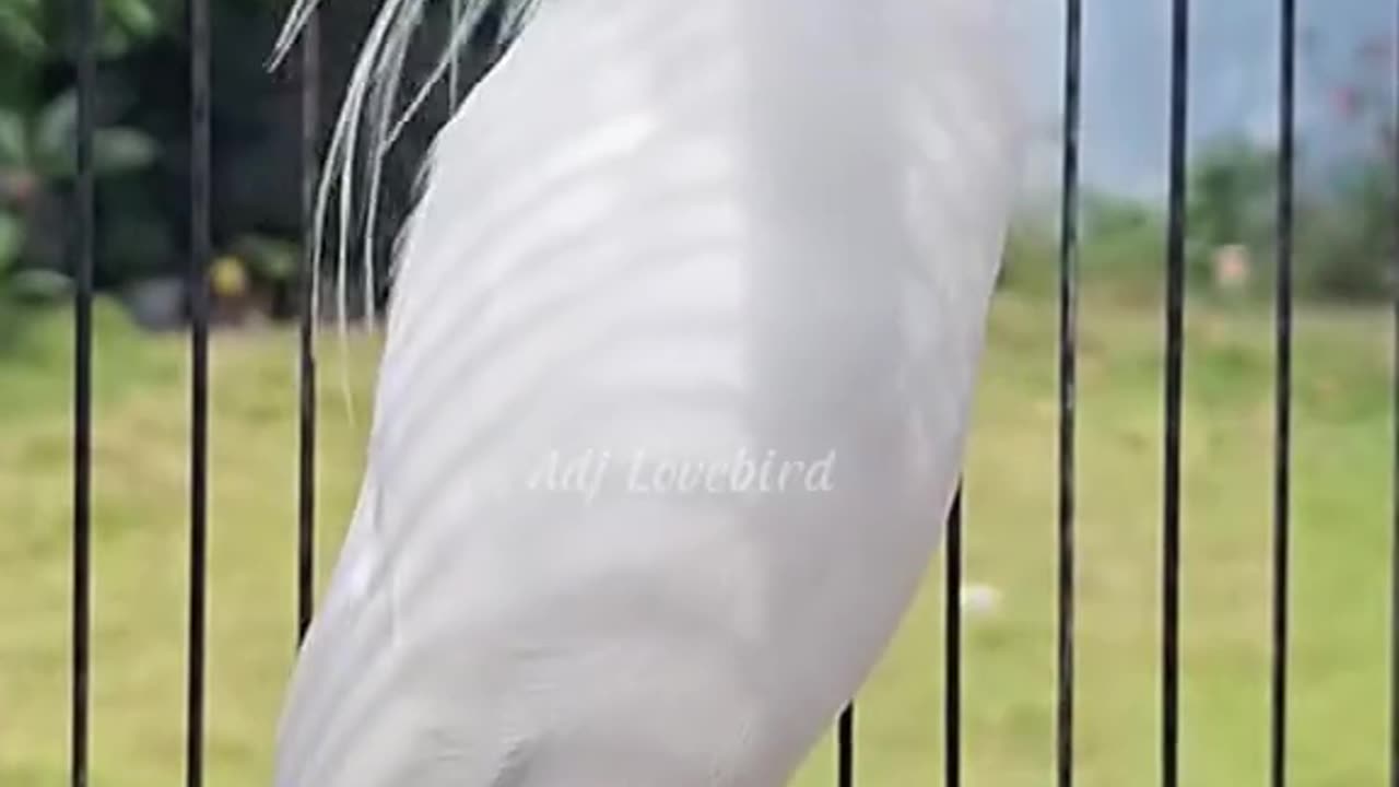 Beautiful Bird Picture