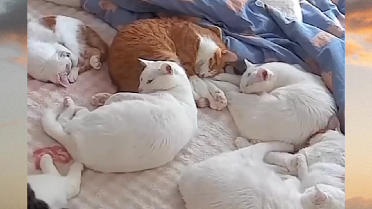 Super cat