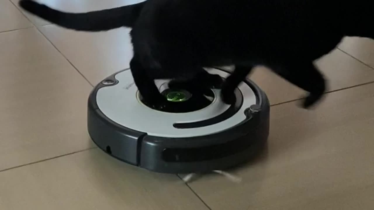 Cat Discovers How to Vacuum
