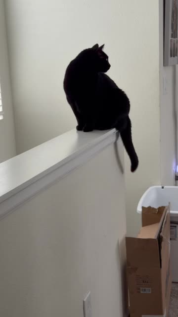 Cute Precious Piper Gets a Great View - My Adopted Shelter Cat Vlog. #shorts