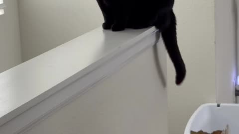 Cute Precious Piper Gets a Great View - My Adopted Shelter Cat Vlog. #shorts