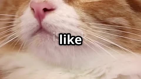 Cats The True Carnivores! 🐱🥩