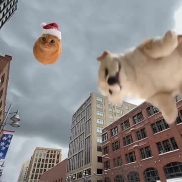 Raining Cats and Dogs