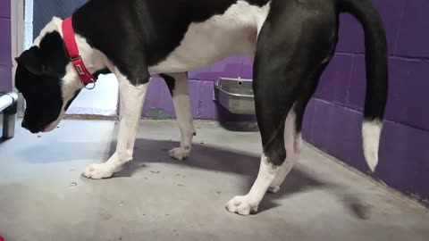 Oreo 2y Pet Id 947334 kennel 16 HSSAZ shelter_20250613_124557534